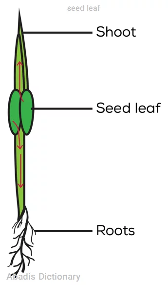 seed leaf